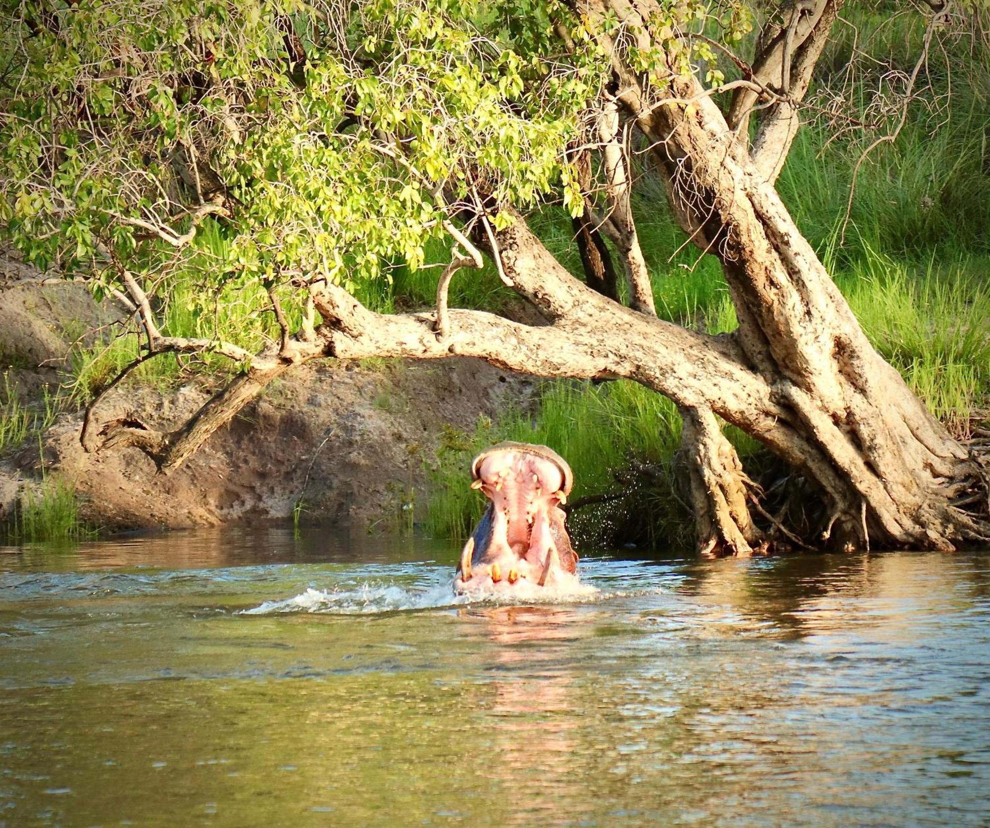 Zambezi Dusk Villa Livingstone Exteriör bild